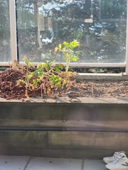 Haemorhous mexicanus