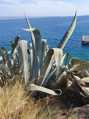 Agave americana