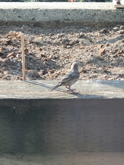 Haemorhous mexicanus