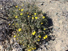 Osteospermum sinuatum