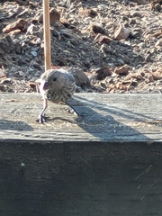 Haemorhous mexicanus