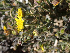 Osteospermum sinuatum
