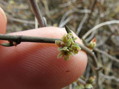 Muehlenbeckia ephedroides