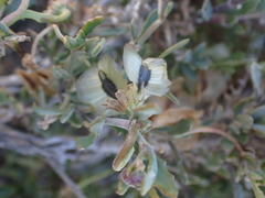 Osteospermum sinuatum