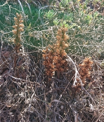 Orobanche calendulae