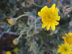 Osteospermum sinuatum