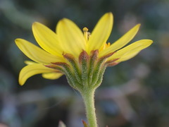 Osteospermum sinuatum