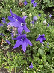 Platycodon