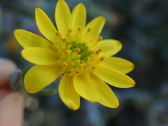 Osteospermum sinuatum