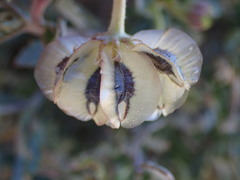 Osteospermum sinuatum