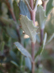 Osteospermum sinuatum