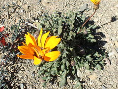 Gazania heterochaeta
