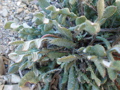 Gazania heterochaeta