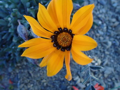 Gazania heterochaeta