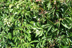 Phyllosticta parthenocissi