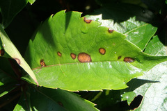 Phyllosticta parthenocissi