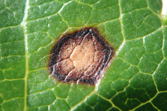 Phyllosticta parthenocissi