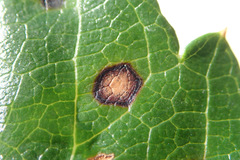 Phyllosticta parthenocissi