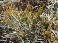 Carmichaelia corrugata
