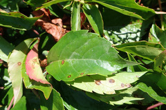 Phyllosticta parthenocissi