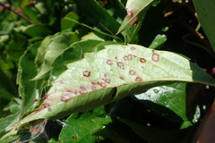 Phyllosticta parthenocissi