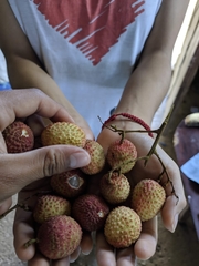 Litchi
