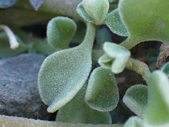 Aizoon sarcophyllum