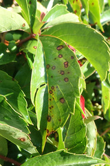 Phyllosticta parthenocissi