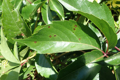 Phyllosticta parthenocissi