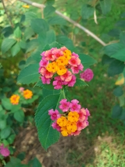 Lantana camara