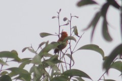 Loxops coccineus