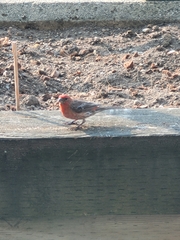 Haemorhous mexicanus