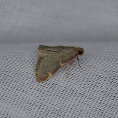 Hypsopygia binodulalis