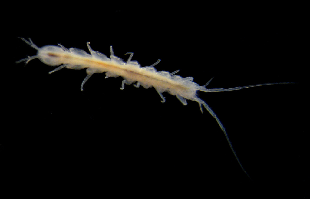 Gnathostenetroidoidea