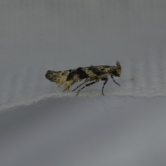 Coleotechnites atrupictella