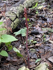 Bletia nitida