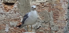 Larus michahellis