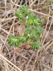 Euphorbia falcata