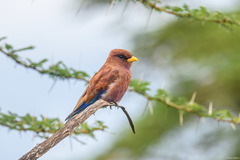 Eurystomus glaucurus glaucurus