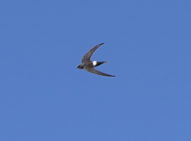 Salim Ali's Swift from Zadoi County, Yushu, Qinghai, China on August 28 ...