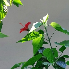Hibiscus rosa-sinensis