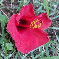 Hibiscus rosa-sinensis