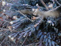Curio radicans