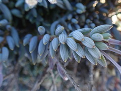 Curio radicans