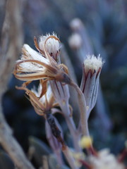 Curio radicans