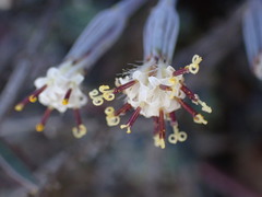 Curio radicans