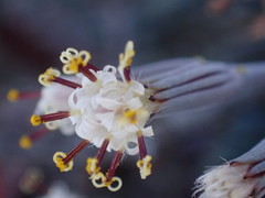 Curio radicans