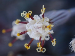 Curio radicans