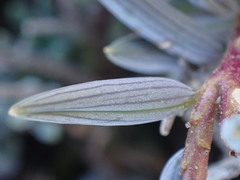 Curio radicans
