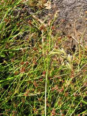 Juncus bulbosus